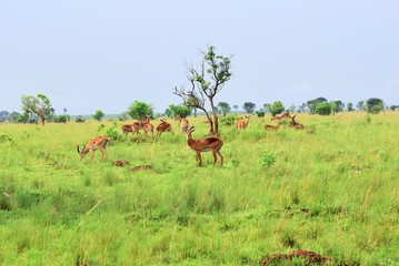 Antelopes reedbuck, Uganda, Africa