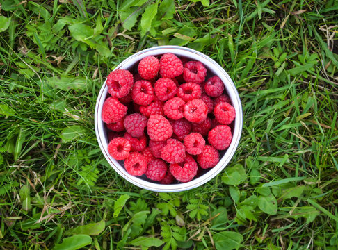 Raspberries on nature background.