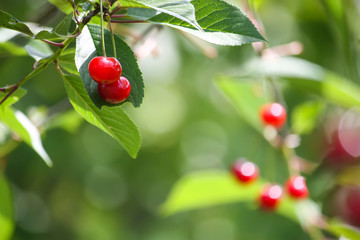 Fototapeta premium Ripe red cherries on cherry tree branch in summer park.