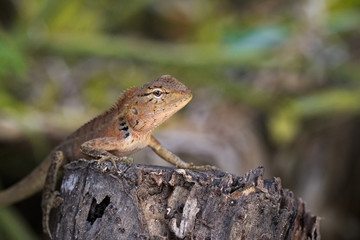 Image of a chameleon on nature background. Reptile. Animal.