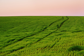 A green field, and a small forest under a blue sky