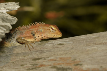 Image of a chameleon on nature background. Reptile. Animal.