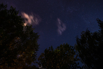 Fototapeta na wymiar Silhouette of the forest in the night sky