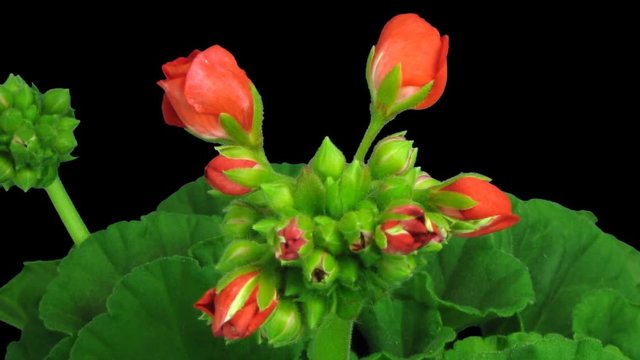 Time-lapse of opening red geranium (Pelargonia) flower 1b4 in 2K PNG+ format with ALPHA transparency channel isolated on black background
