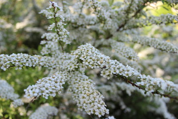 Decorative shrub, spiraea, white blossoms.