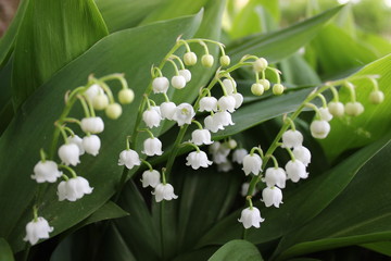 Lily of the valley, a spring flower with white blossoms, sometimes called bells.