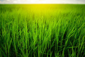 Close up of fresh thick grass with water drops in the early morning