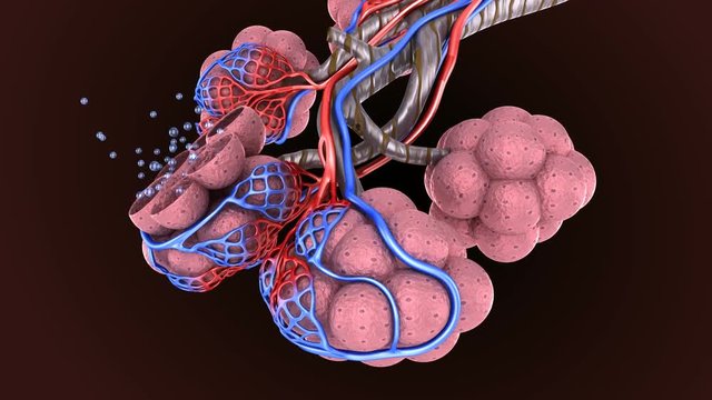 Alveoli in lungs - blood saturating by oxygen, 3d animation