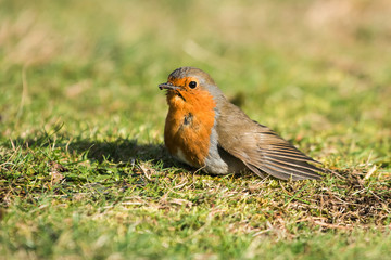 European Robin, Robin, Erithacus rubecula 