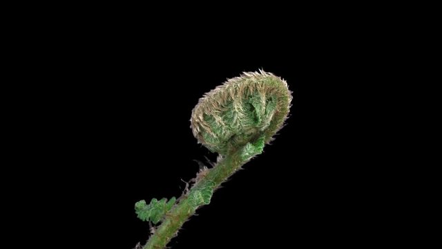 Time-lapse of fern plant unrolling new fronds 14x3 in RGB + ALPHA matte format isolated on black background
