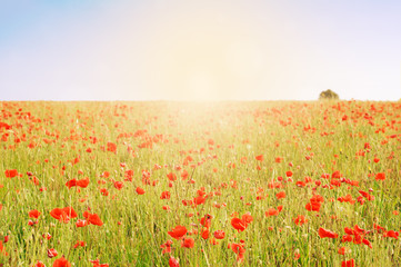 Wild Poppy Field with Tree and Sunlight