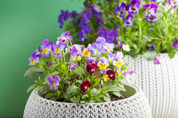 beautiful pansy summer flowers in flowerpots in garden