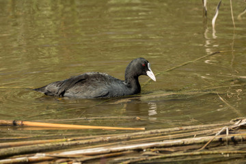 A water bird is swimming in the pond