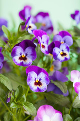 beautiful pansy summer flowers in garden
