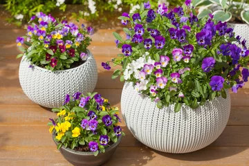 Tuinposter beautiful pansy summer flowers in flowerpots in garden © Olga Miltsova