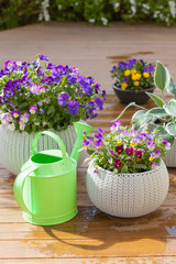 beautiful pansy summer flowers in flowerpots in garden, watering can