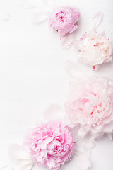 Obraz na płótnie Canvas beautiful pink peony flower background