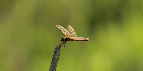 Dragonfly in the wild on a branch