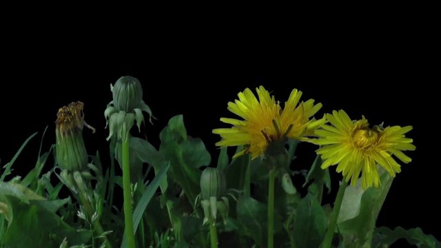 Phototropism effect in growing and opening dandelion plant 26x3 in RGB + ALPHA matte format isolated on black background. Displays the move of plant leaves and flowers to the direction of light
