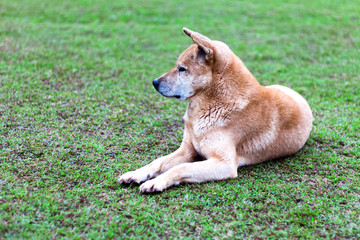 One cute dog resting on the grassland in the park