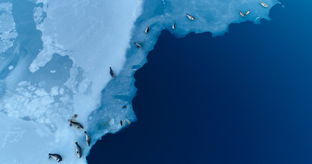 phoques sur la banquise © Fly_and_Dive