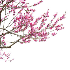 Plum Blossom in early spring. Located in Plum Blossom Hill, Nanjing, Jiangsu, China.