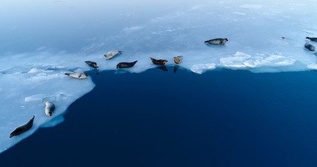 phoques sur la banquise © Fly_and_Dive