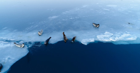 phoques sur la banquise © Fly_and_Dive