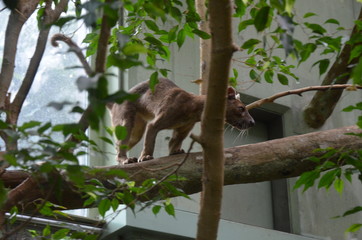 Fossa (Cryptoprocta Ferox) Cat In Madagascar