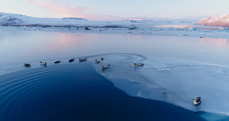phoques sur la banquise © Fly_and_Dive