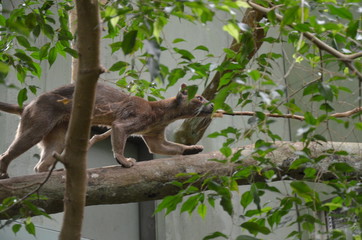 Fossa (Cryptoprocta Ferox) Cat In Madagascar