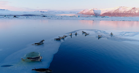phoques sur la banquise © Fly_and_Dive