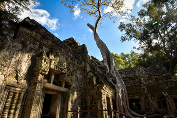Obraz premium giant Banyan tree roots over Ta Phrom temple, Angkor, archaeological park, Cambodia
