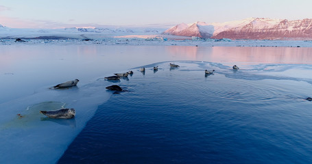 phoques sur la banquise © Fly_and_Dive