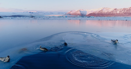 phoques sur la banquise © Fly_and_Dive