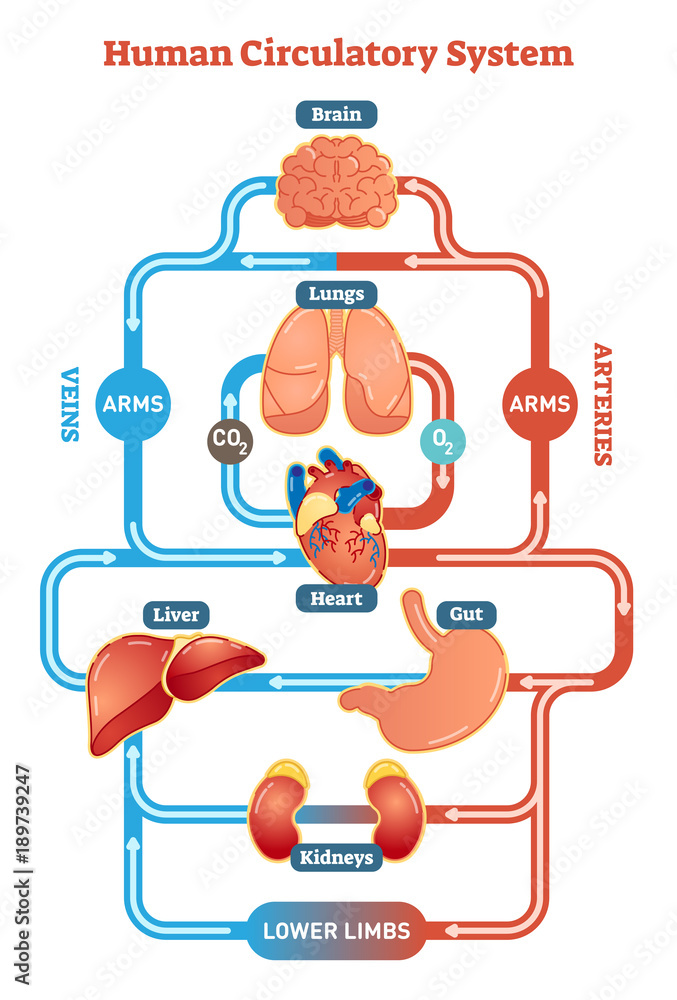 Sticker Human Circulatory System vector illustration diagram, blood vessels scheme