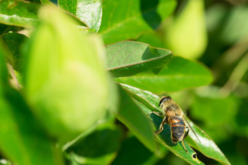 Honey bee on a leaf