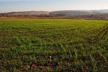 Fototapeta na wymiar View on the farm cornfield with green grass and soil in countryside with autumn hills on background