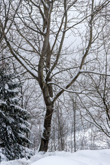 Trees in the mist in a winter landscape, Slovakia, Low Tatra Mountains