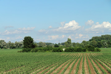 Mais-Feld