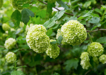 bush white hydrangea, large head of small flowers lemon color close-up spring background