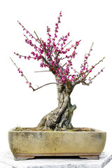 Plum Blossom Bonsai in early spring. Isolated on White Background.