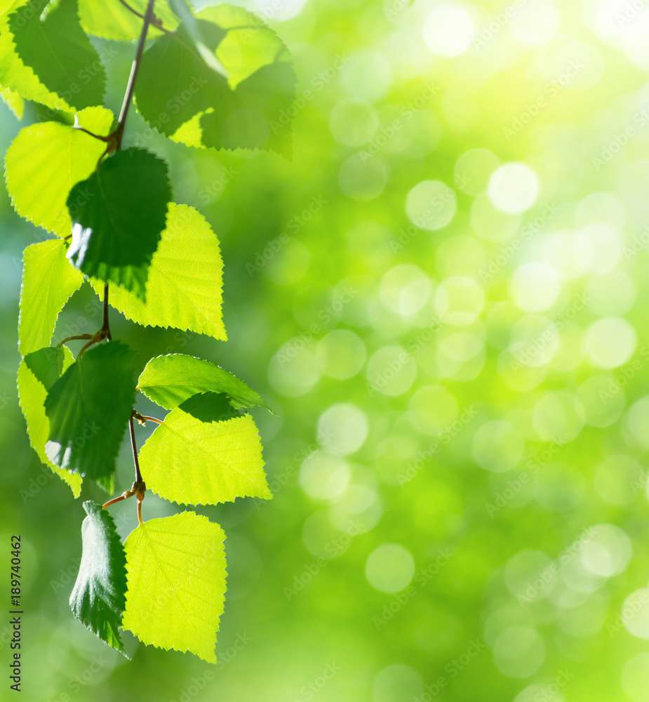 Poster natural background. bright spring background with birch branch in the sunlight.