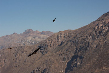 Fototapeta na wymiar Voo do Condor Andino, Valle del colca, Peru.
