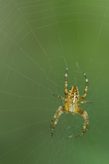Cross Spider