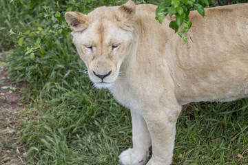 White lioness in a Safari Park
