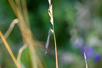 Libelle am Aryssee