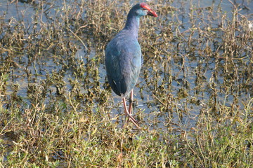 	purple Western swamphen in the lake 