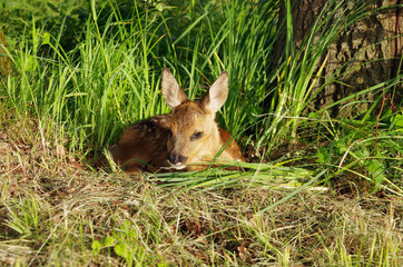 Ein kleines Rehkitz liegt wartend in der Wiese