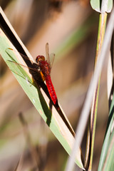 libellule rouge sang